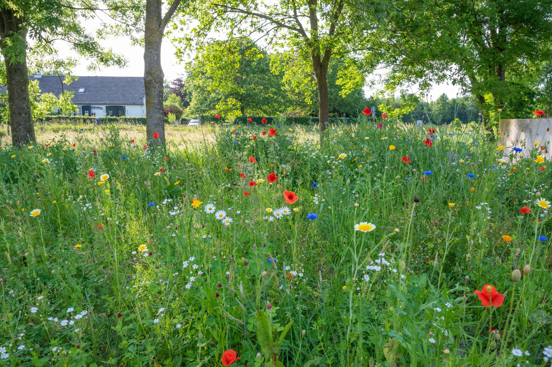 Kasteelboerderij Waalre Natuurinclusief