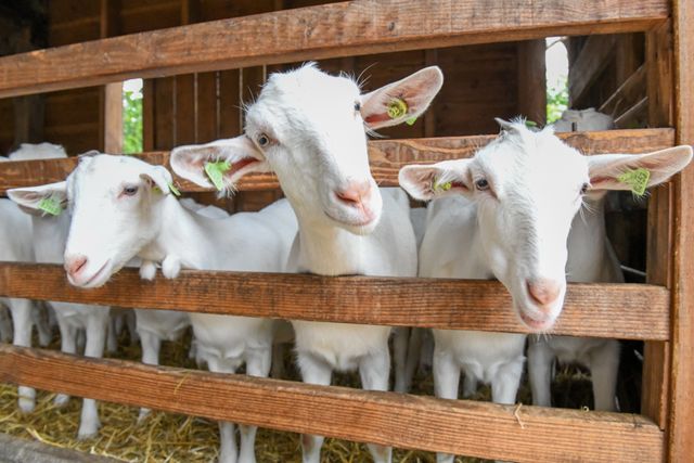 Geitjes steken hun hoofd nieuwsgierig door de houten stalhekjes, bij Boerderij 't Geertje in Zoeterwoude.