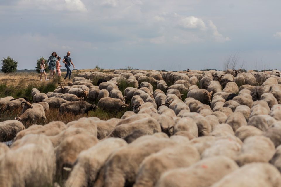 Een gezin loopt in de natuur bij een schaapskudde.