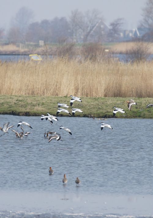 Vogels in de natuur