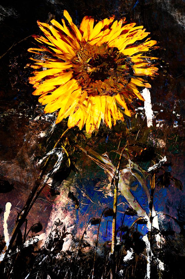 expo 'Harmonie in Chaos'