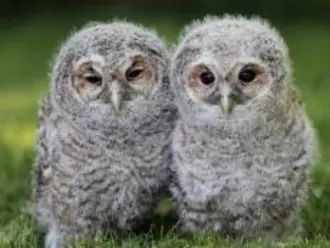 Foto van 2 kleine grijze pluizige uilen.