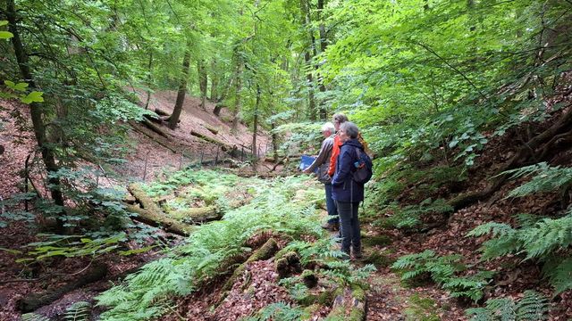 Drie personen wandelen door een diep dal begroeid met bomen en varens.