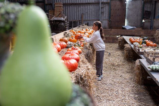 Een meisje die een pompoen uitzoekt bij Pompoenboerderij Bregman