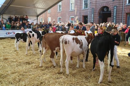 Koeien en jonge deelnemers tijdens de Koeiemart in Woerden, een traditioneel evenement in het Groene Hart.