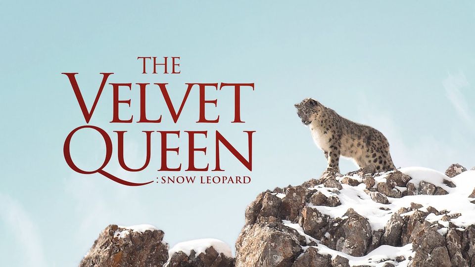 The Velvet Queen