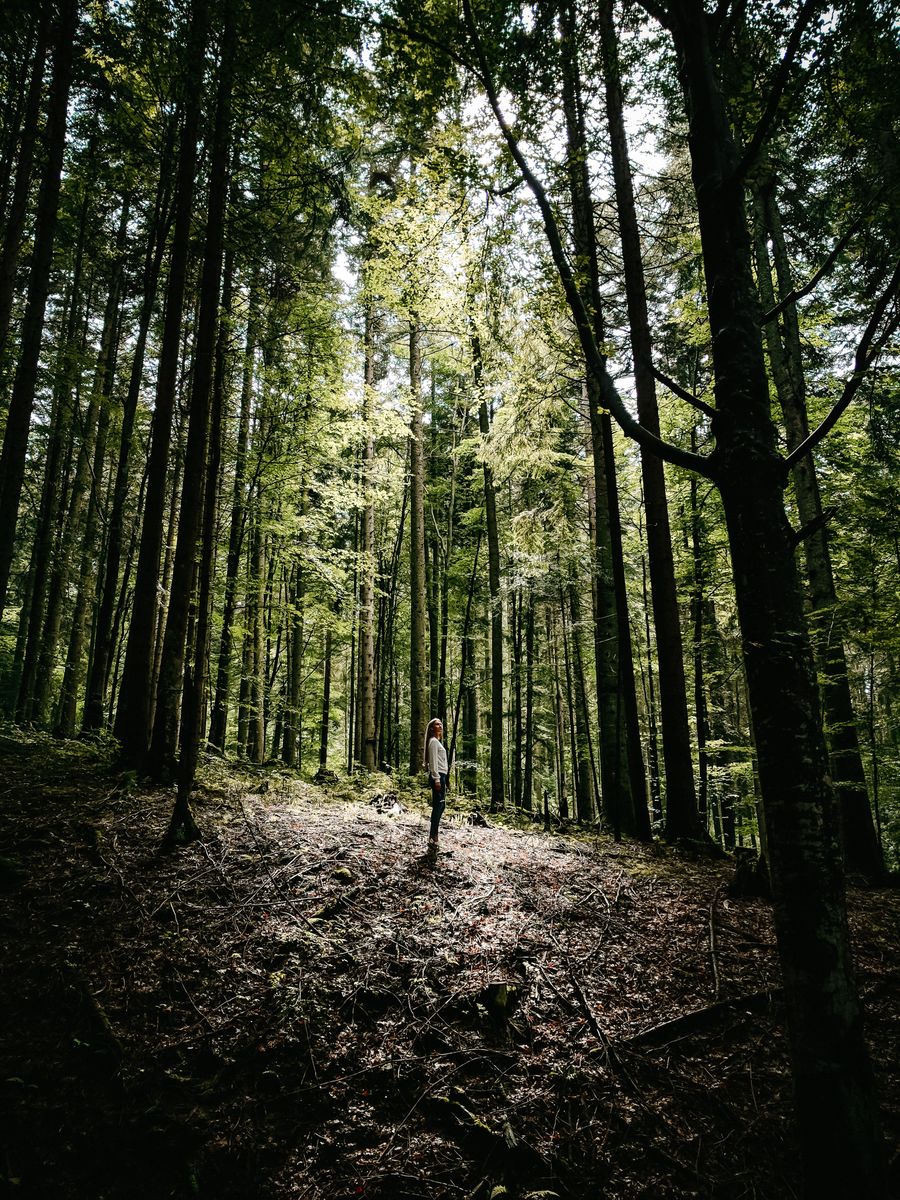 Shinrin Yoku Bosbaden Forest Bathing Nederland