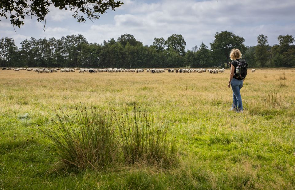 Wandelen