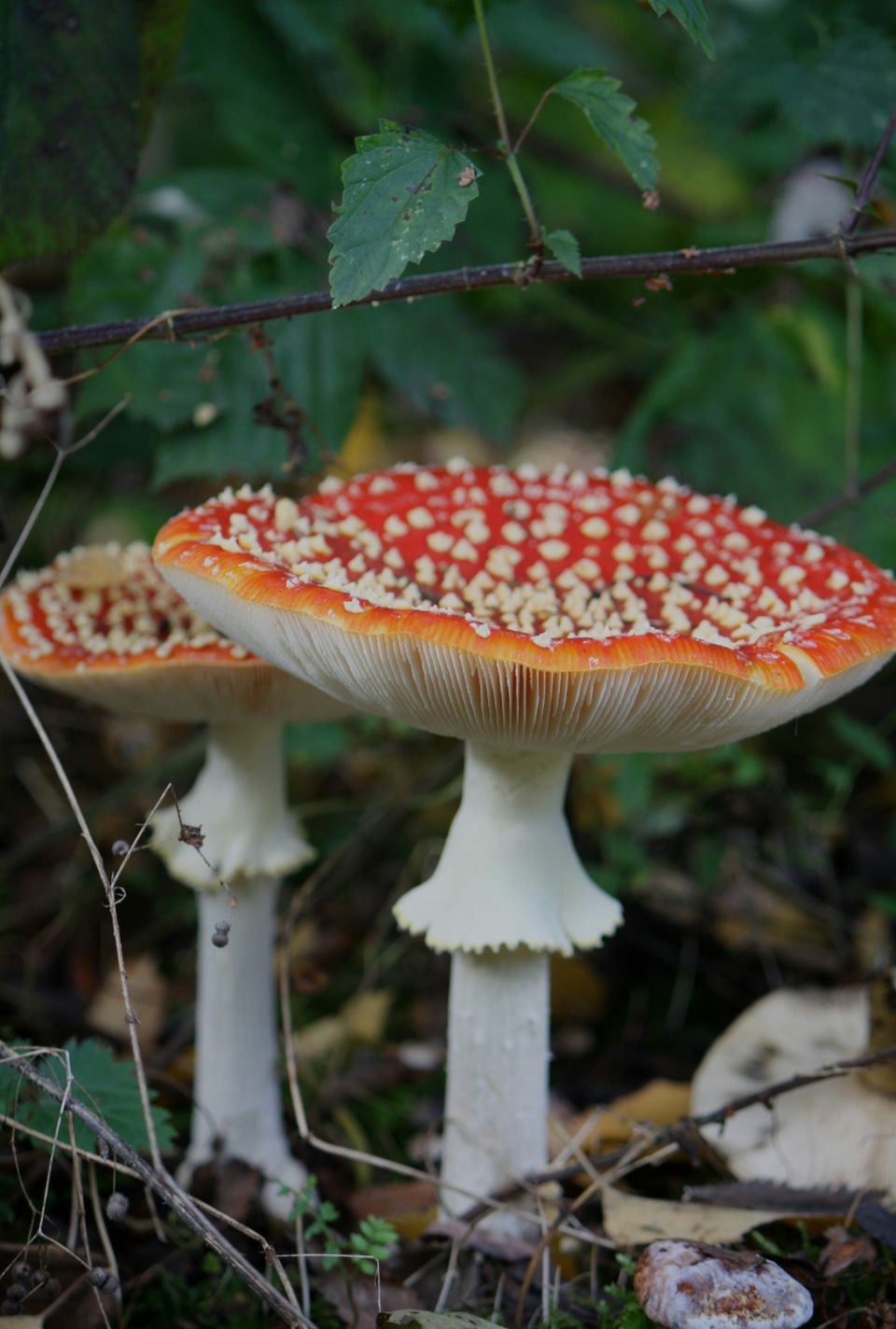 Paddestoel bos