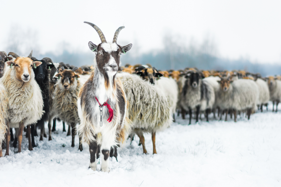 Schapen in de winter
