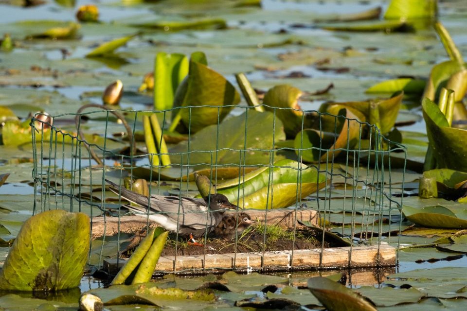 Vogelnestje met kuiken op het water in de Zouweboezem