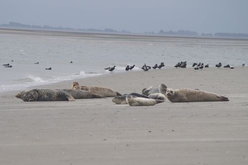 Zeehondentocht Engelsmanplaat