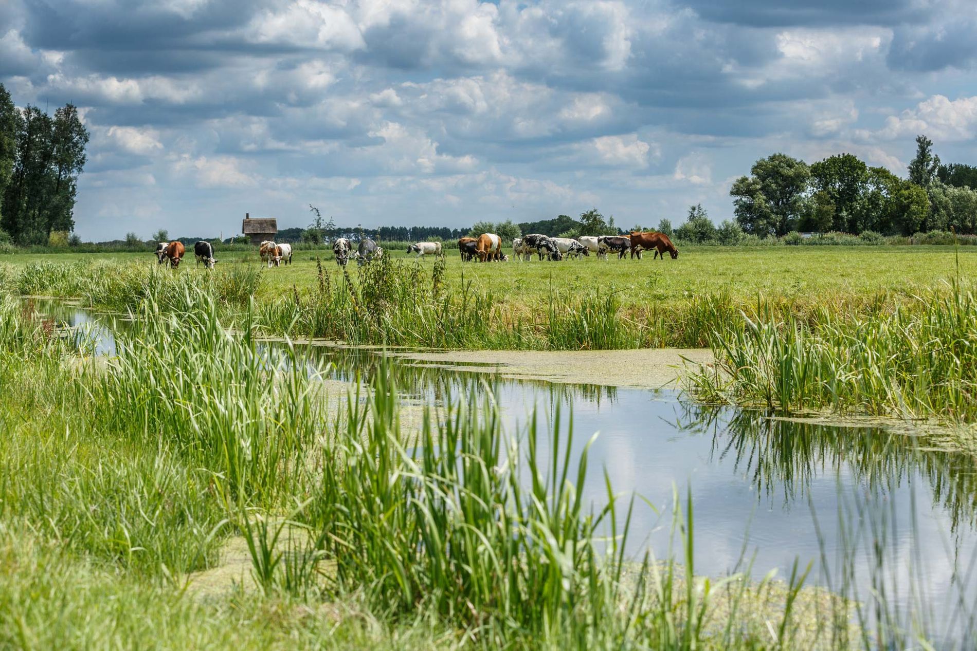 Naturschutzgebiet Tonnekreek en de Kleine Ton