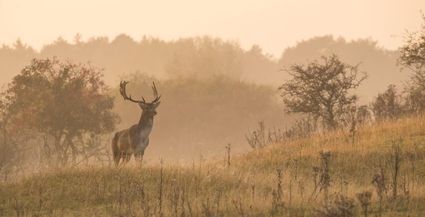 Wildwandeling