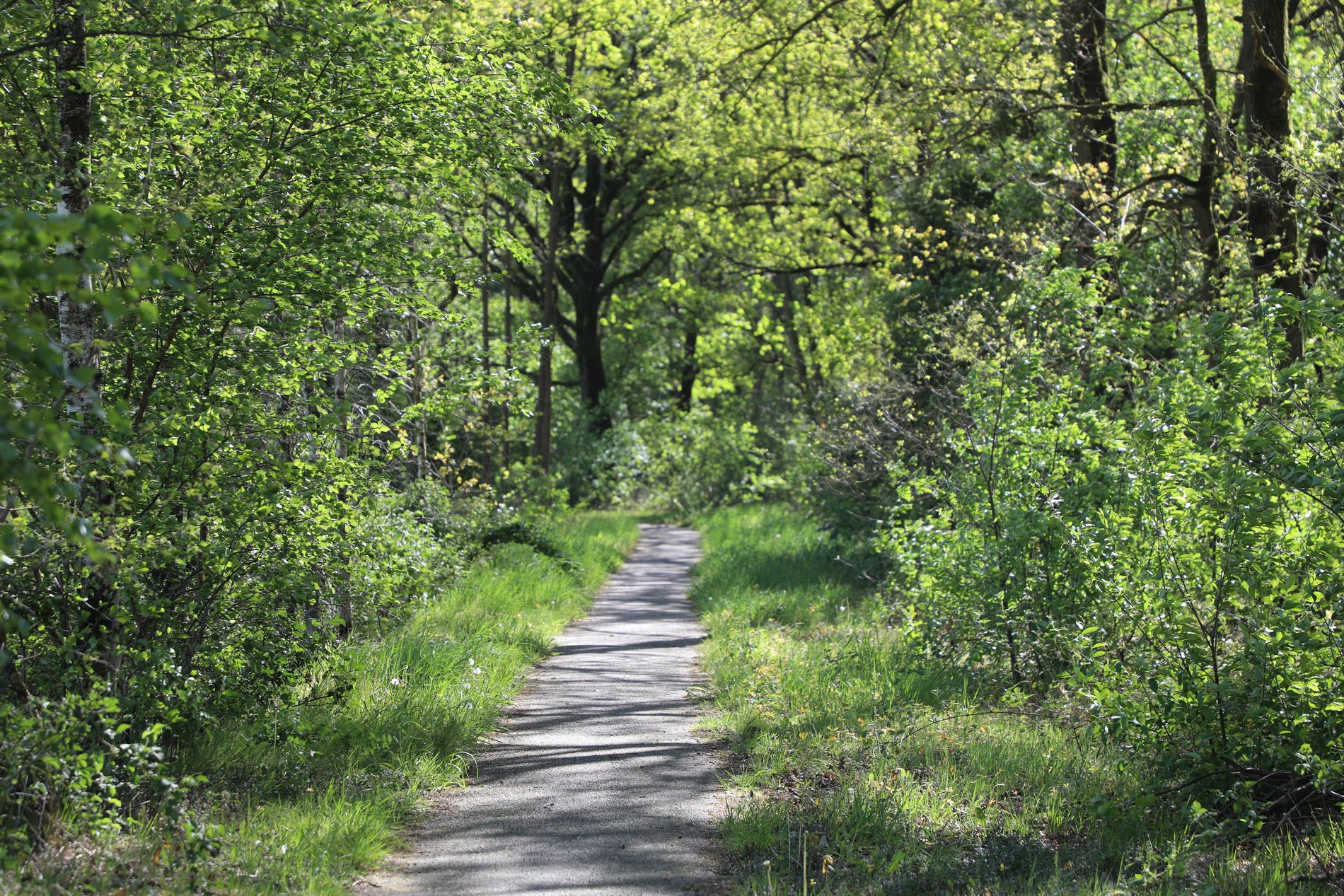 lommerrijk fietspad door het bos