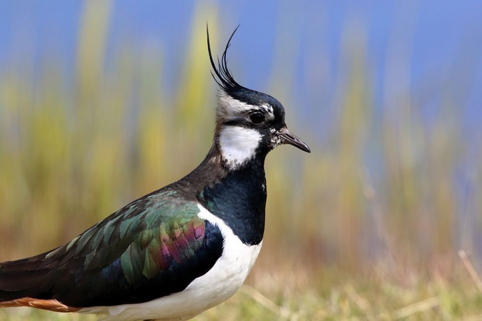close-up van een kievit in het gras