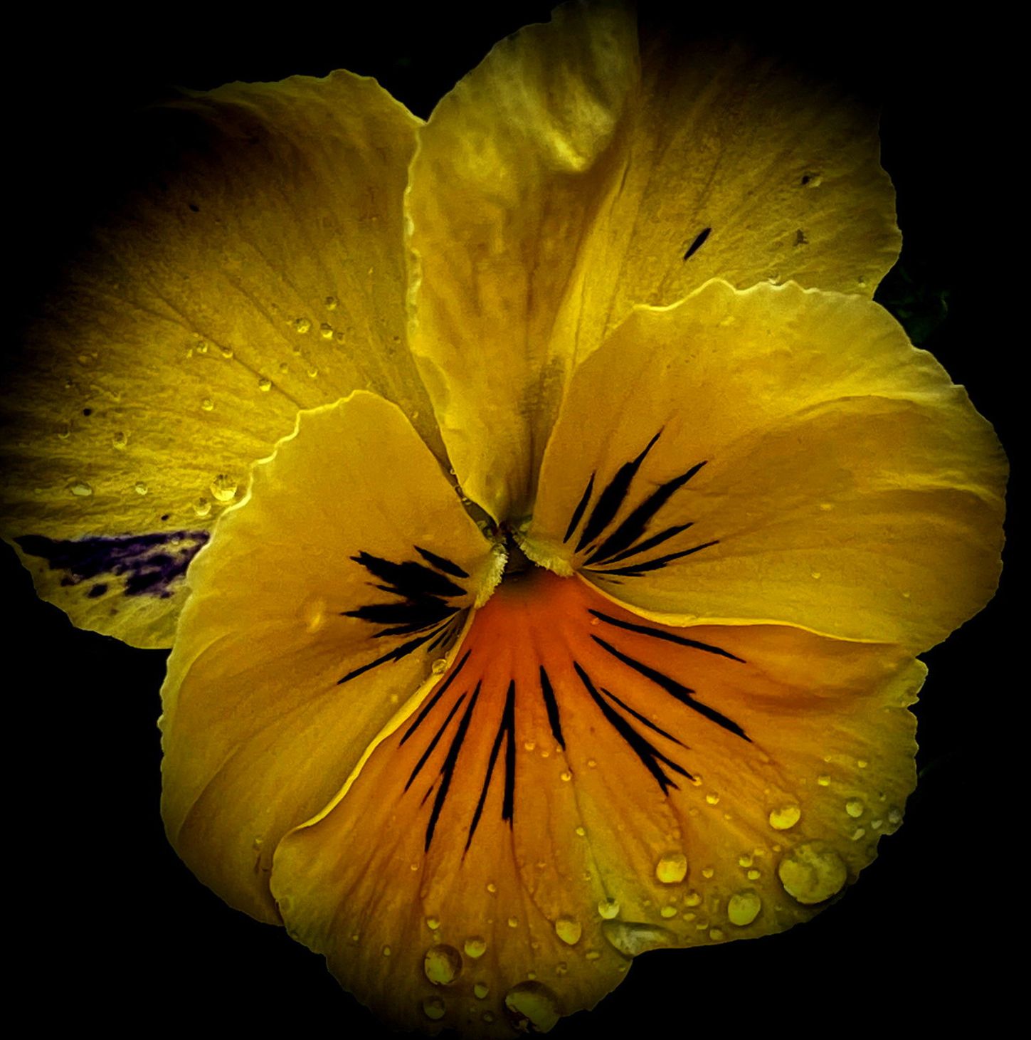 Viooltje - Adriana Plantinga