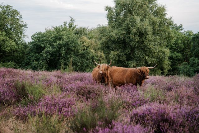 Noord-Limburg Mook en Middelaar Mookerheide