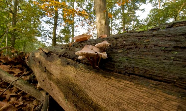 Boomstronk met daarop paddenstoelen tussen bomen en struiken.