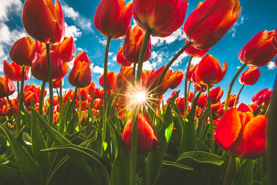 Een tulpenveld met het aanzicht van onderaf. Het zonlicht komt tussen enkele tulpen door. In de Noordoostpolder