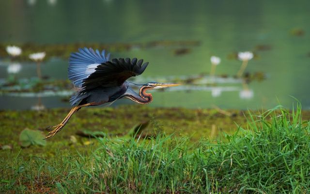 Opvliegende reiger in natuurgebied de Zouweboezem