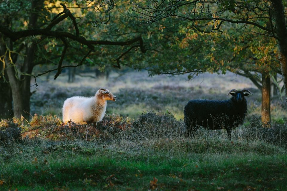 Een wit en zwart heideschaap staan onder bomen in de Drentse natuur.
