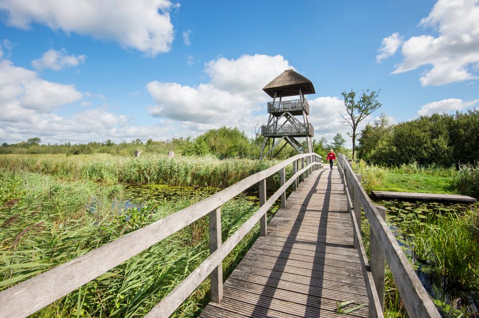 Alde Feanen uitkijktoren houten brug riet