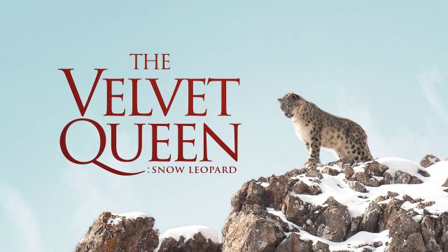 The Velvet Queen