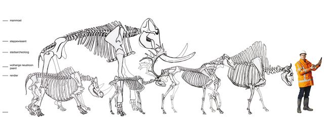 Prehistorische skeletten
