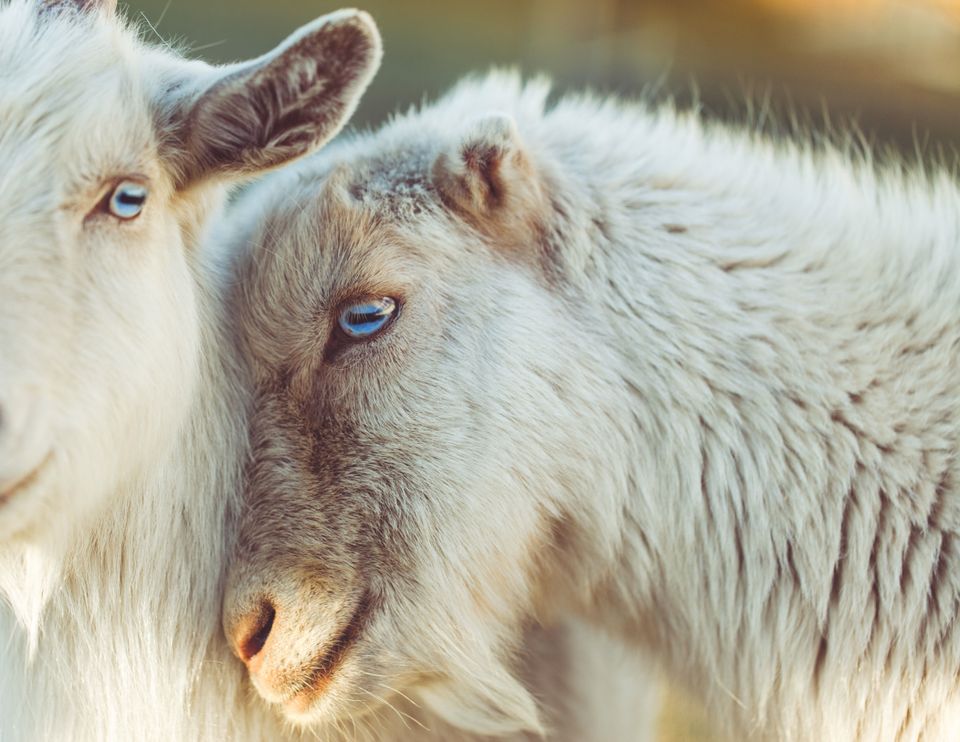2 schapen