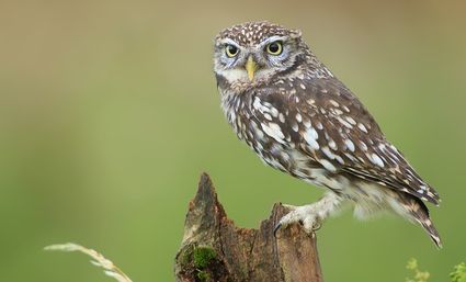 Stichting De Kievit Harmelen, provincie Utrecht, Groene Hart, steenuil met geelgroene ogen zittend op een houten paal in het open polderlandschap als symbool voor natuurbeheer en vogelbescherming.