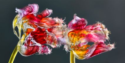 Papagaien Tulpen, art-print
