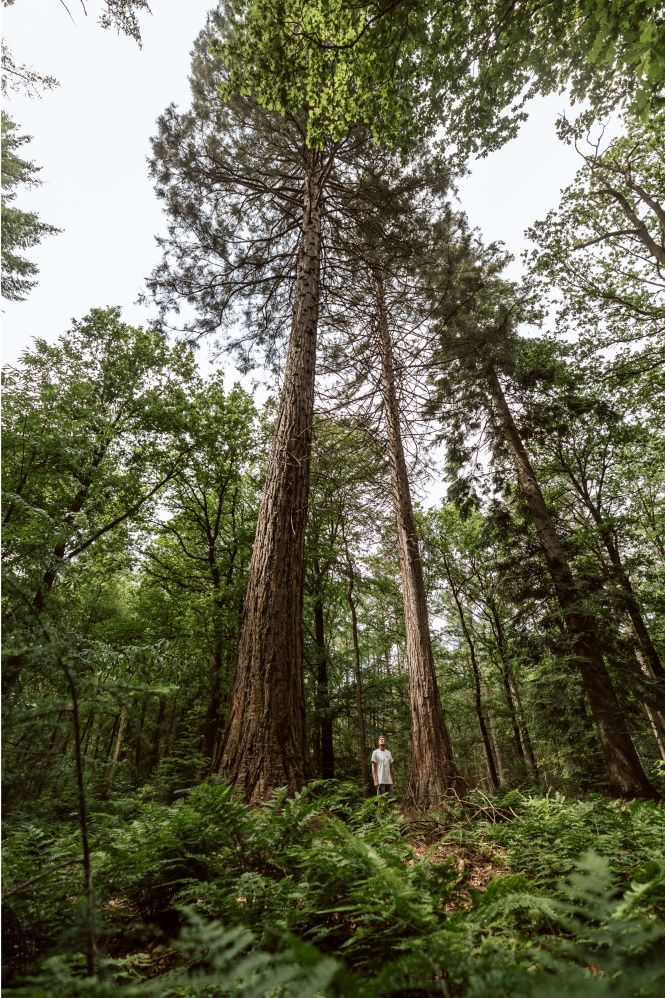 Ein Foto, das vom Boden aus aufgenommen wurde, mit einem Mann, der mitten im Wald steht.