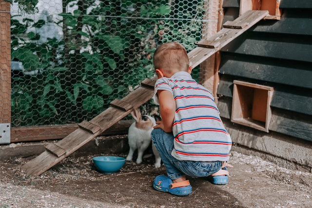 Ein Junge streichelt ein Kaninchen.