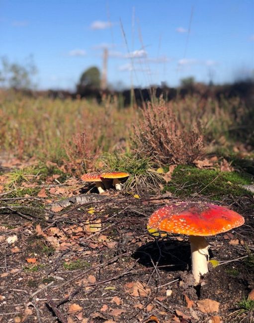 Paddenstoelen met heide