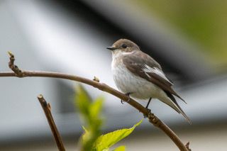 Kleine zangvogel zit op een dunne tak in de tuin. De vogel heeft een lichtbruine rug, witte borst en kijkt opzij, met groene bladeren en een onscherpe achtergrond.