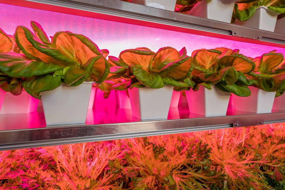 Op-Schouwen-Duiveland-Vitro-Plus-Own-Greens-Planten-Met-Roze-Licht