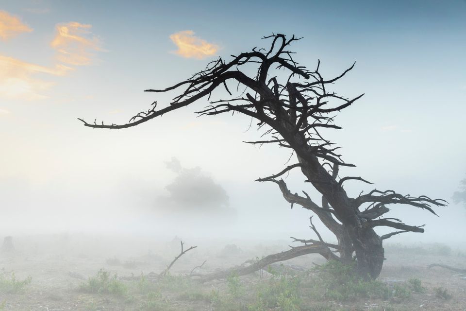 Een boomstronk staat in de ochtendmist fier overeind.