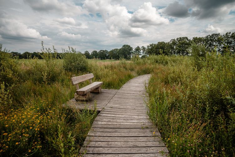 Een houten vlonderpad met een bankje door een moerasgebied.