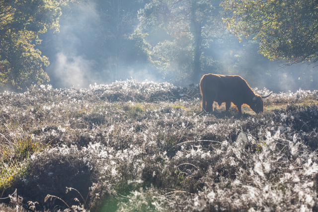 Ein Drentse Hochländer weidet in der Natur in Drenthe.