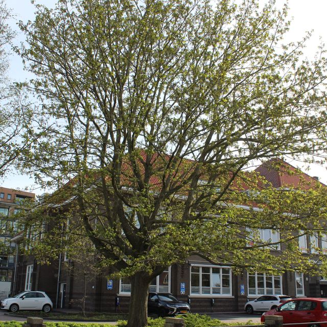 De Vleugelnoot naast het schoolgebouw