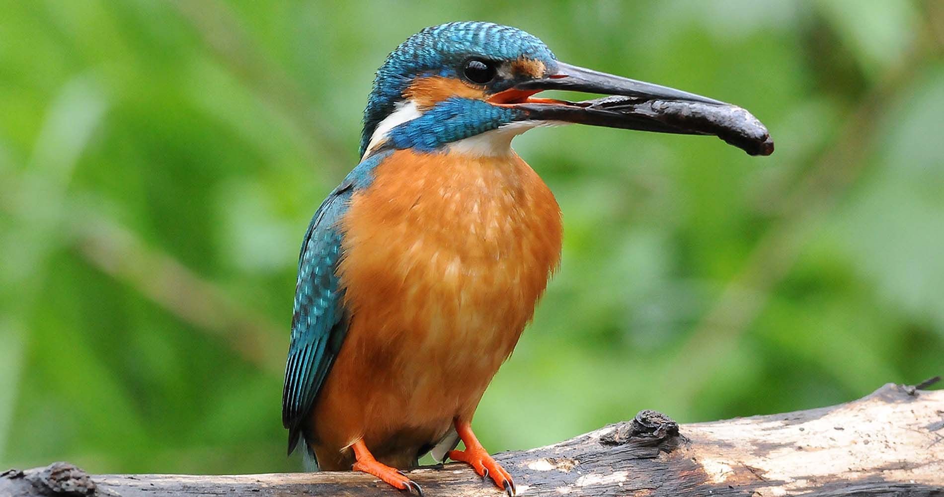 Ijsvogel voelt zich thuis op Landgoed Wellenseind