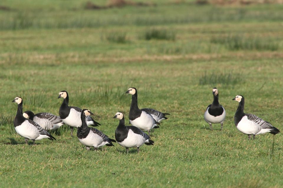 een groepje brandganzen in een weiland