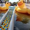 Badeendenrace Sneek