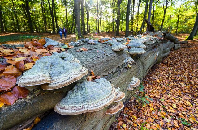 Landgoed Schaep en Burgh met wandelaars in de herfst