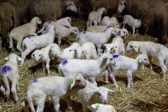 Lammetjes bij elkaar