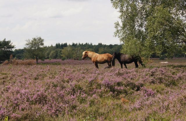 Natuurgebied Kampina