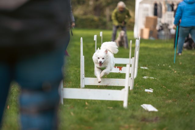 Hond op een parcours.