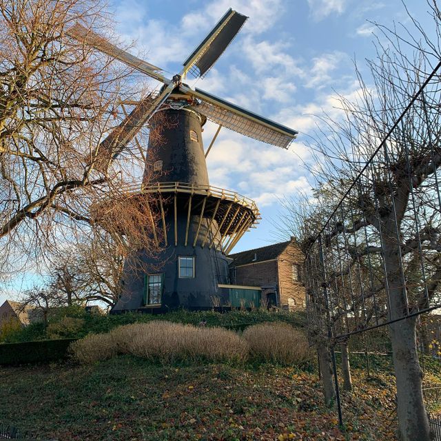 Historische stellingmolen De Windhond in Woerden, Groene Hart, omringd door bomen en herfstgroen onder een blauwe lucht.