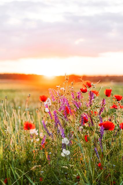 Bloemen - Lente in De Groote Heide